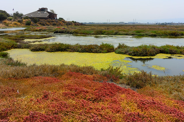 Marsh Colors
