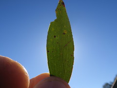 Eucalyptus stellulata leaf oil gland NT1