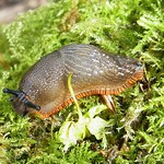 Gewöhnliche Wegschnecke (Spanish Slug, Arion vulgaris)