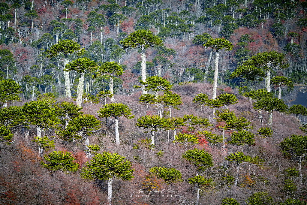 Bosques De Araucarias Parq Nac Conguillio Norpatagoni Flickr