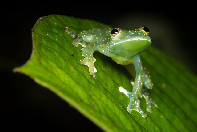 Tree Frog (Cochranella mache)