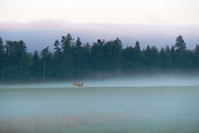 Einsame Kuh im Morgennebel