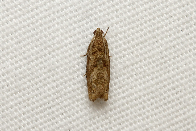 Tortricidae sp (Moth) - Isunga, Uganda.