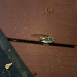 Dead locust 