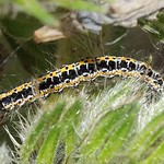 Ochsenzungen-Grasminiermotte (Vipers Bugloss Moth, Ethmia bipunctella), Raupe