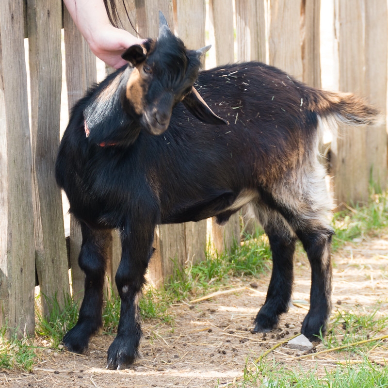 Arapawa goat kid