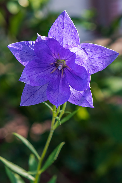 Backlight On A Blue Flower