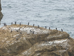 Cabo Carvoeiro - Cormoranes desde el cabo