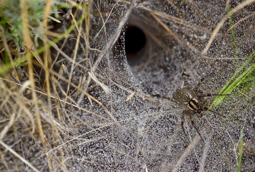 hobo spider web