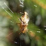 Konische Kreisspinne (Cone Spider, Cyclosa conica)