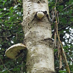 Birkenporling (Birch Polypore, Piptoporus betulinus)