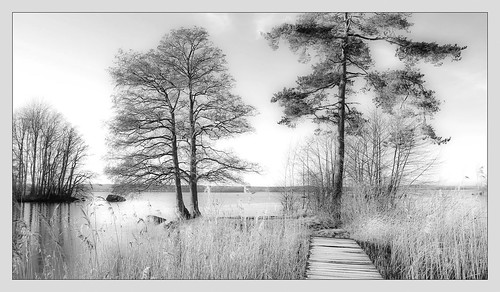 sweden lake winter bw monochrome ice pine canon