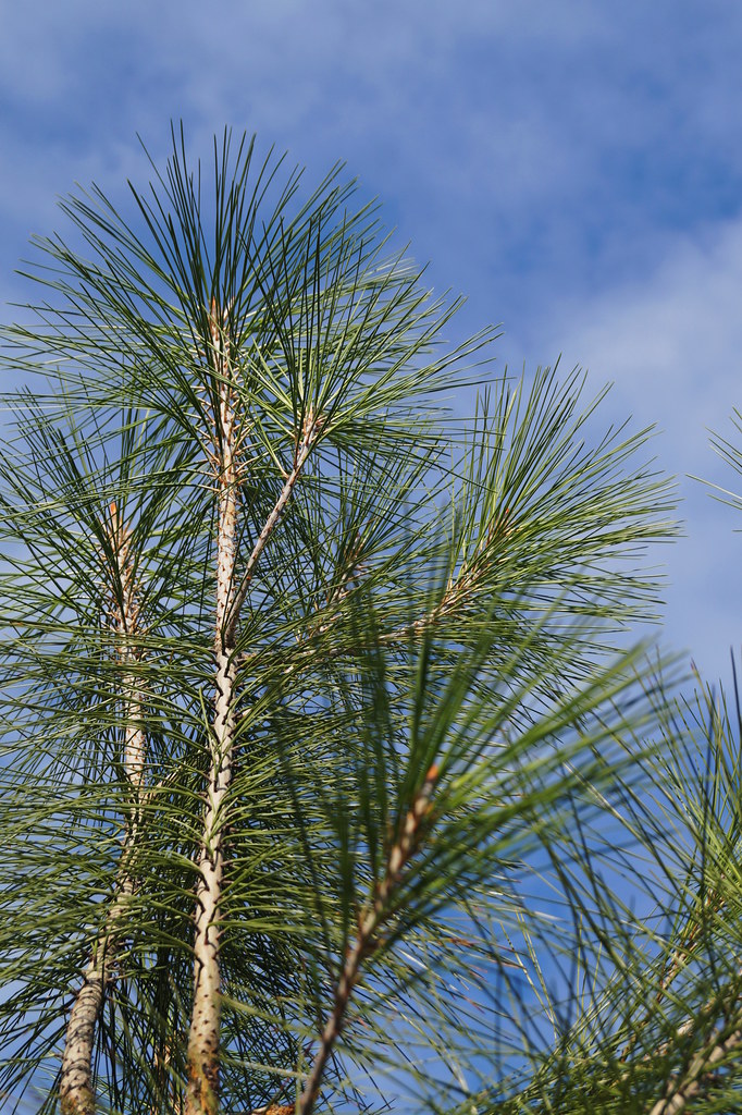 Sabinal Tree Pinus sabiniana | Pinus sabiniana - The so-called candles, t… | Flickr
