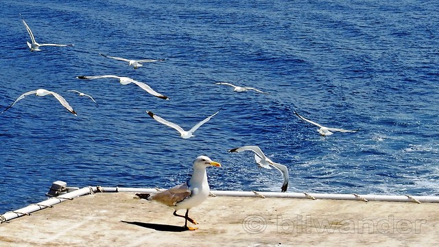 Greece, Macedonia, Aegean Sea, seagull on the boat cruising around Mount Athos peninsula
