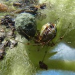 Braunweiße Kugelspinne (Brown-white Tangle-web Spider, Theridion impressum), Weibchen mit Kokon