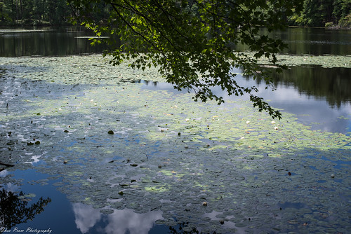 haroldparker statepark pond brackettpond fieldpond nikon d750 50mm f18