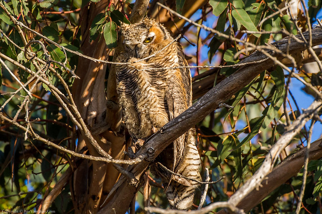 Great Horned Owl (Asio otus)