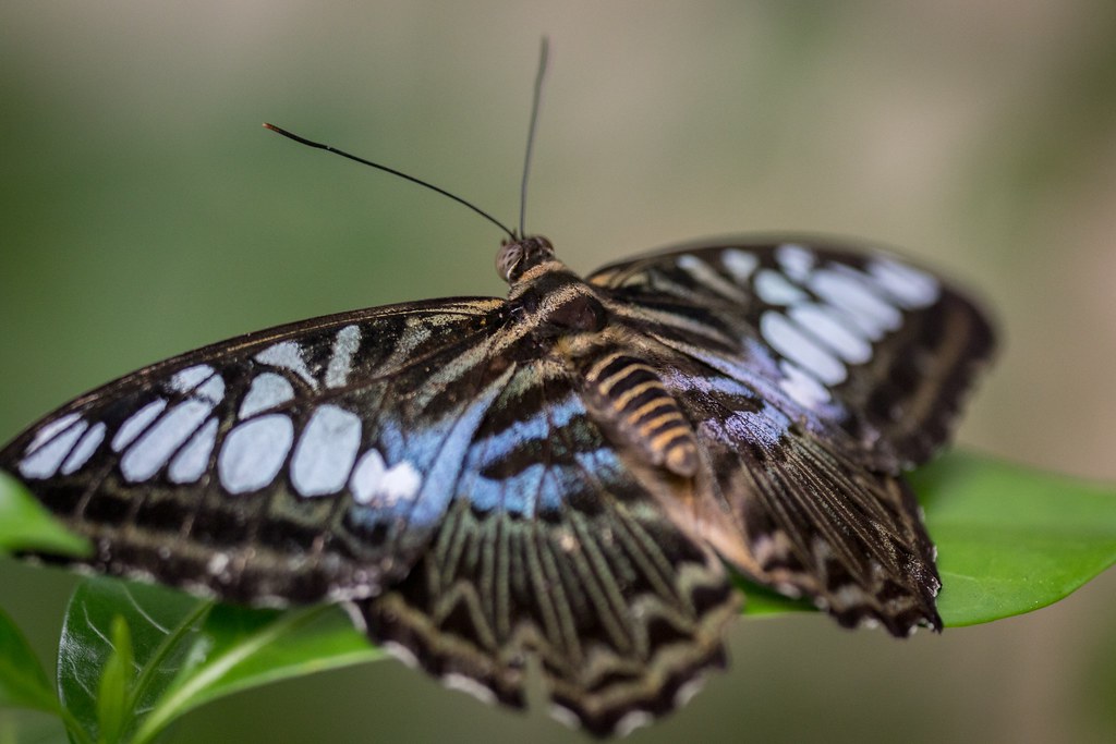 Butterfly, Singapore Zoo