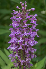 Purple Fringe Orchid (Plantanthera psycodes)