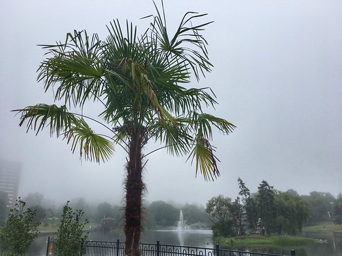 2018 canada novascotia ns dartmouth sullivanspond palmtree fog foggy iphone