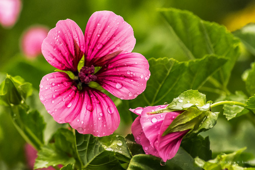 Malva Sylvestris