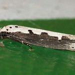 Ochsenzungen-Grasminiermotte (Vipers Bugloss Moth, Ethmia bipunctella)