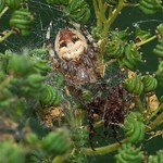 Schilfradspinne (Furrow Orb Spider, Larinioides cornutus/suspicax), Weibchen