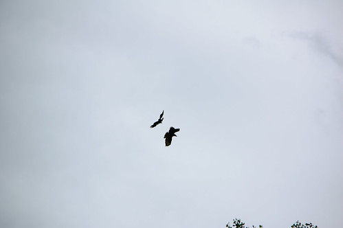 Seeing off: carrion crows and buzzard