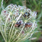 Kohlwanze (Brassica Shieldbug, Eurydema oleracea), Alttier und zwei Nymphen