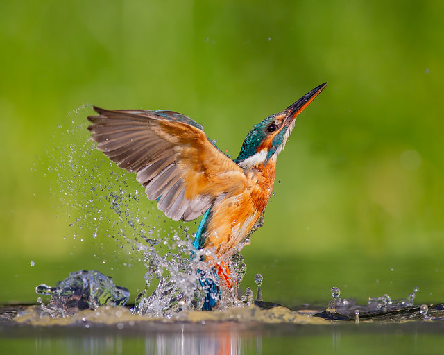 Kingfisher Exit