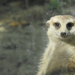 Meerkat (狐獴)
