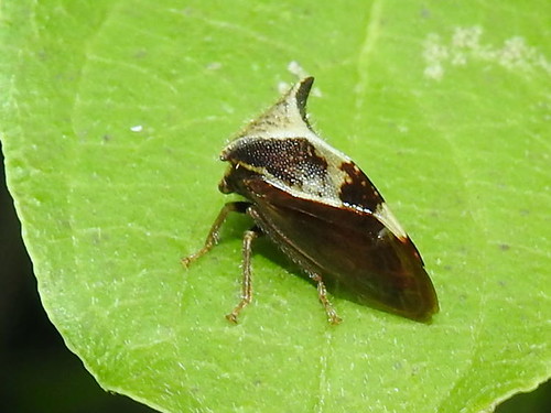 treehopper bug