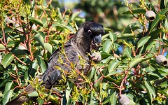 Baudin's Black Cockatoo (Calyptorhynchus baudinii)