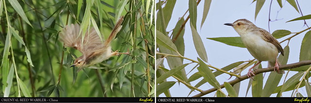 (Species #1261) Oriental Reed Warbler - [ Qinglong Lake, Chengdu, China ]