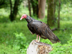 Turkey Vulture - Cardenas, Nicaragua