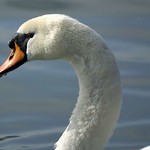 Höckerschwan (Mute Swan, Cygnus olor)