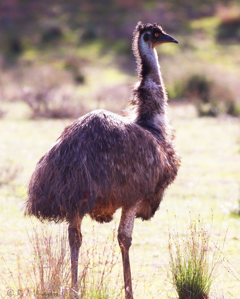 Adult Emu in landscape