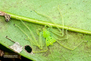 Huntsman spider (Chrosioderma sp.) - DSC_6926
