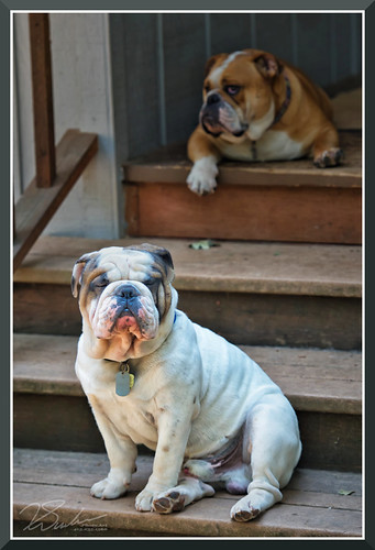 HeyBullDog_2029 by bjarne.winkler, <b><i>Thanks for stopping by and view this photo</i></b>. The reason for posting this photo on Flic