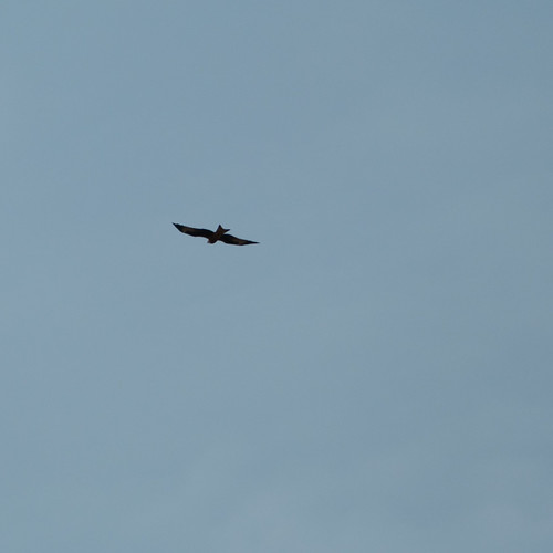 Red kite soaring away, Stratford