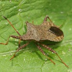 Lederwanze (Dock Leaf Bug, Coreus marginatus)