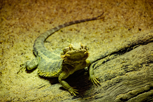 Inland Bearded Dragon - Perth Zoo