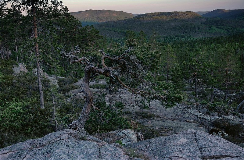 20180523-089F | Skuleskogen-Nationalpark: am Aufstiegsweg zum Slåttdalsberget. Höga Kusten, Ångermanland / Schweden, 23.05.2018