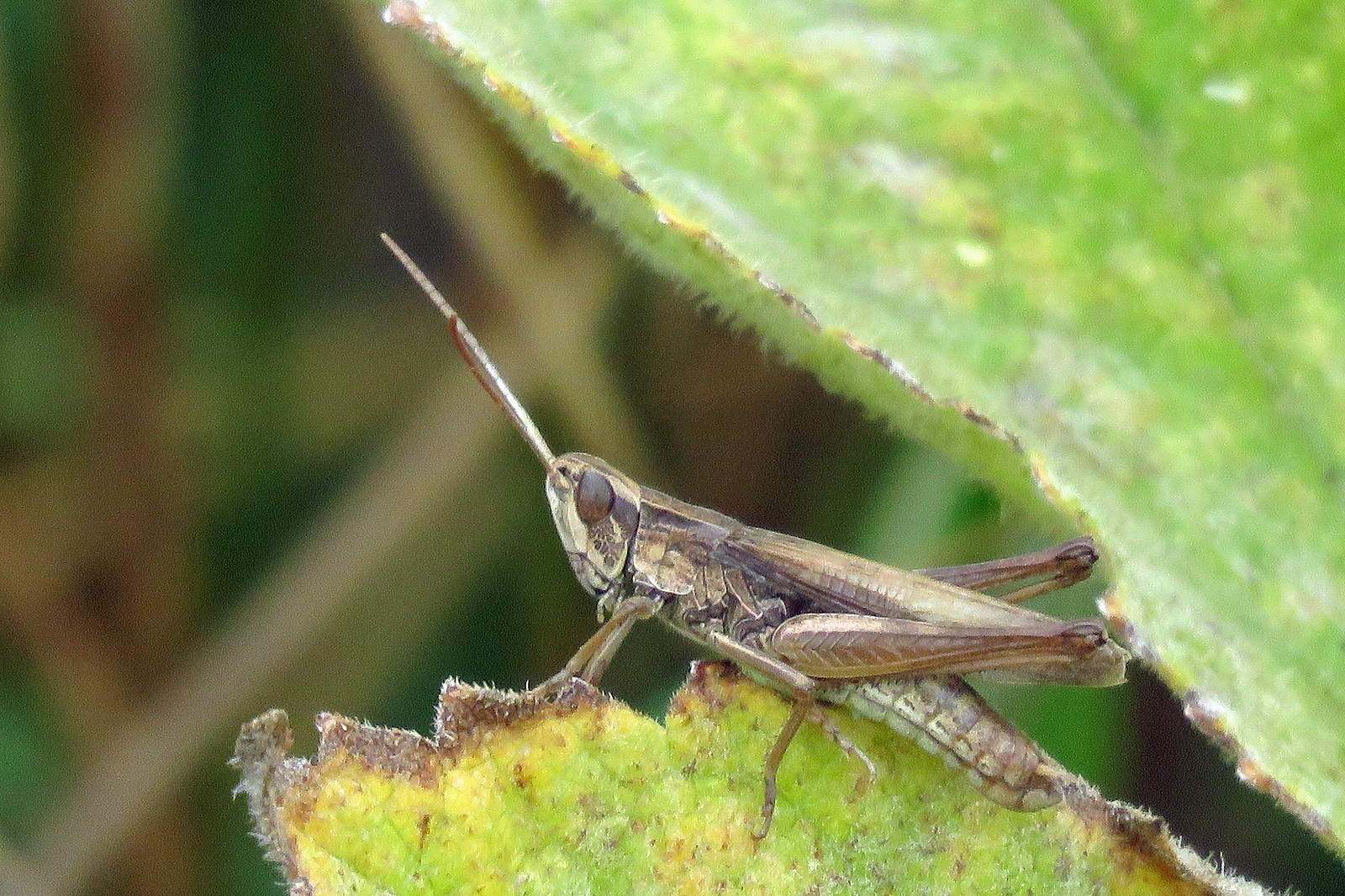 Lesser Marsh Grasshopper - Chorthippus albomarginatus