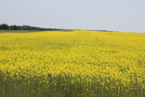 tryon pei canada field mustard yellow farm rural