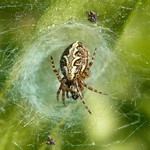 Eichenblatt-Radspinne (Oak Spider, Aculepeira ceropegia), Weibchen