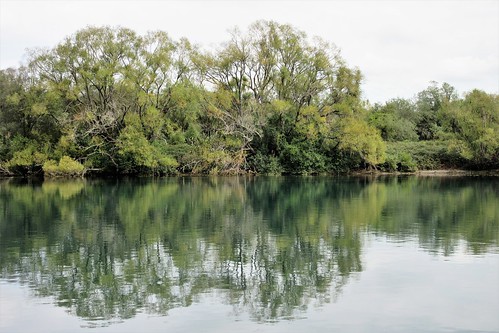taupo nz northisland newzealand waikato reflection trees green river waikatoriver riverbank