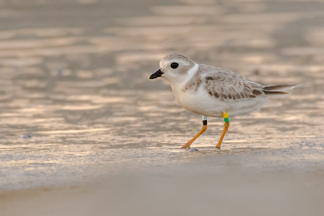 Piping Plover Juvenile (second one)