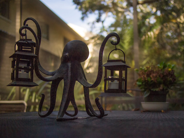 By the light of a cephalopod