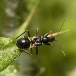 Ameisensichelwanze (Ant Damsel Bug, Himacerus mirmicoides), Nymphe